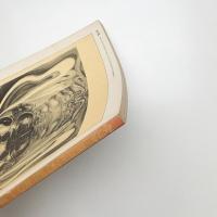 みづゑ　第821号