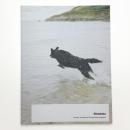 Shimabuku: Swansea Jack Memorial Dog Swimming Competition