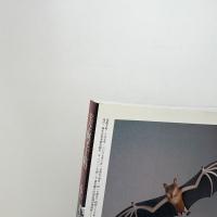 美術手帖　2007年6月号