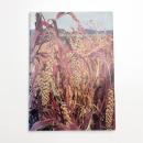 岩手の雑穀 北部北上山地にコメ以前の文化を探る