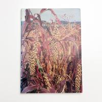 岩手の雑穀 北部北上山地にコメ以前の文化を探る