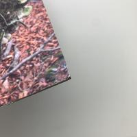 森を遊ぶ　木村崇人展