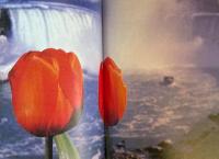 瀧狂 横尾忠則collection中毒 Postcards of falling water