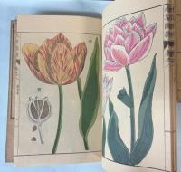 本草図譜　6～9巻　芳草類（揃い）