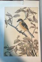 鳥類写生図譜　第1輯・2輯