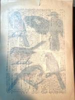 鳥類写生図譜　第1輯・2輯