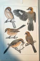 鳥類写生図譜　第1輯・2輯