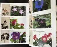 伝統の朝顔/朝顔図譜をよむ～「あさかほ叢」～　2冊で