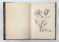 Variae Ac Multiformes Florum Species Appressae Ad Vivum Et Aeneis Tabulis Incisae