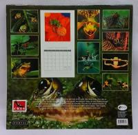 Frogs 2001 calendar picture