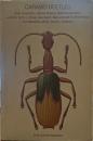 CARABID BEETLES：their evolution, natural history,and classification