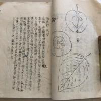 日本梨品種調査 大正九,十年度調査主伝 農商務省園芸試験場より送附 （内田千代三）詳細は目次画像参照