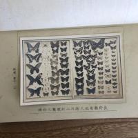 南佐久郡蝶類誌・内山村の蝶類に就て（平林保著、丙組理科研究会編・南佐久郡野澤小学校、丙組・非売品・昭和13年）詳細は目次画像参照