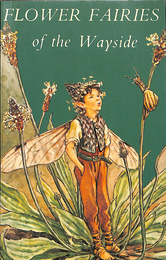 FLOWER FAIRIES of the Wayside