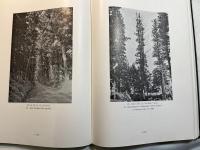 日光杉並木300年の記録　　 THE NIKKO GEDAR AVENUES　　 ー THER 300 YEARS' HISTORYー