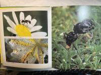 クロオオアリ (カラーサイエンス 4)