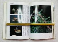 BEETLES カブトムシの百科