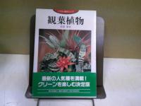 観葉植物