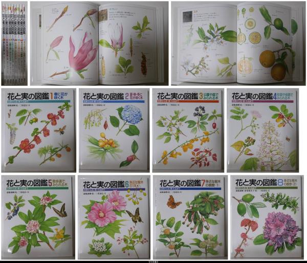 花と実の図鑑　古本、中古本、古書籍の通販は「日本の古本屋」　花芽から花・実・たねまで　全８冊揃(齋藤謙綱・絵／三原道弘・文／菱山忠三郎・監修)　苔花堂書店　日本の古本屋