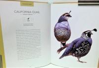 Bird Songs : 250 North American Birds in Song