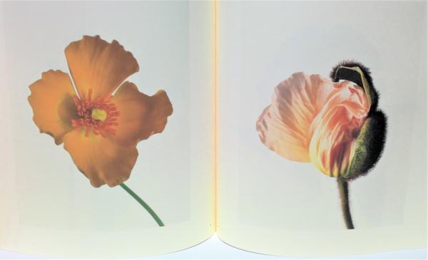 Toni Catany  花の写真集 Toni Catany 花の写真集