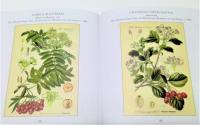 BOTANICAL PRINTS