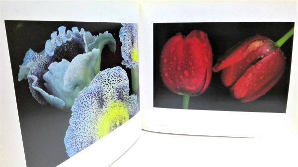 ERNST HAAS COLOR PHOTOGRAPHY エルンスト・ハース Ernst Haas Color Photography: Haas, Ernest(1921-1986