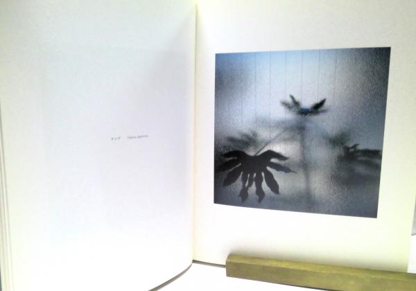 十文字美信 写真集 Amazon.co.jp: Bishin JUMONJI 十文字美信写真集 わび 淡交社