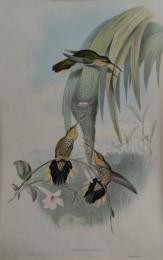 A Monograph of the Trochilidae, of Family of Humming-Birds. よりGrypus Naevius（ノコハシハチドリ） ジョン・グールド 「 ハチドリ科鳥類図譜」 手彩色石版画   インペリアルフォリオ版 　額装　