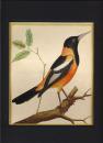 MARTINET, Fransois Nicolas (1731-1790) F．N.マルチネ.  フランスを代表する鳥類画家.　from 「鳥類史」 Histoire de Oiseaux. /  ギアナのオオハシ 手彩色銅版画 マット付