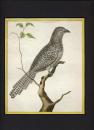 MARTINET, Fransois Nicolas (1731-1790) F．N.マルチネ     フランスを代表する鳥類画家   「鳥類史」 Histoire de Oiseaux.より  / マレーシアかっこう    手彩色銅版画 マット付　