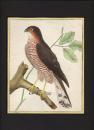 MARTINET, Fransois Nicolas (1731-1790) F．N.マルチネ     フランスを代表する鳥類画家　「鳥類史」 Histoire de Oiseaux. より  / はい鷹  手彩色銅版画  マット付