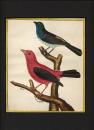 MARTINET, Fransois Nicolas (1731-1790) F．N.マルチネ /  フランスを代表する鳥類画家　「鳥類史」 Histoire de Oiseaux. より　/ ブラジルふうき鳥(青）メキシコふうき鳥（赤） 手彩色銅版画  マット付　