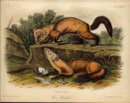 AUDUBON'S QUADRUPEDS OF NORTH AMERICA..
オーデュボン『北アメリカの四足獣』 リトグラフ手彩色プレートNo.28. Plate.138. Pine Marten てん  マット付