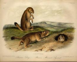 AUDUBON'S QUADRUPEDS OF NORTH AMERICA.
オーデュボン『北アメリカの四足獣』　リトグラフ手彩色プレート  マット付
No.20.Plate.99.  Prairie Dog and Prairie Marot Squirrel.　プレーリードッグとプレーリーマーモット    
.