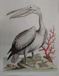 A Natural History of Uncommon Birds. より　No.92 The Pelican   「珍奇鳥類史」より  手彩色銅版画  ジョージ・エドワーズ （イギリス鳥類学の父）  マット  額付