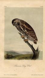 オーデュボン  『アメリカの鳥』手彩色石版画　No.6,Plate 29. Passerine Day Owl. フクロウ 　 マット付