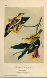 オーデュボン 『アメリカの鳥』 手彩色石版画  No.18,Plate 89. Rathbone's Wood-Warbler. 木むしくい 　 マット付