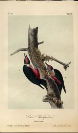オーデュボン 『アメリカの鳥』 手彩色石版画  No.55,Plate 272. Lewis' Woodpecker  ウッドペッカー   マット付