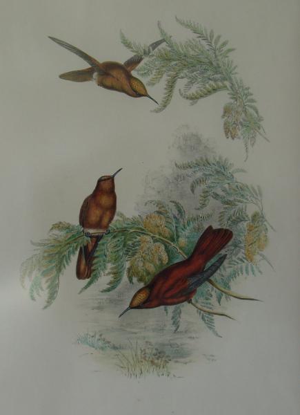 オウムの絵画鳥オリジナルアート 肖像画 アートワーク トロピカル 壁