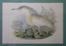 ジョン・グールド 「イギリス鳥類図譜」より　Buphus Comatus    手彩色石版画 インペリアルフォリオ版　