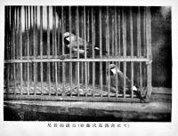 薄雪鳩と錦清鳥其他　森忠衛著　趣味と致富飼禽叢書第４篇　B6判カバ少朱線引　至文堂　大正15年