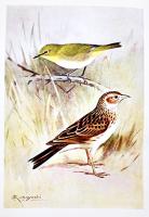 雲雀と目白-外・邦産鳴鳥の飼ひ方　眞島孝三郎著　小鳥の飼ひ方叢書8　B6判初版カバ180p 文化生活研究会　大正15年