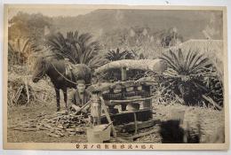 絵葉書　モノクロ写真版1枚　大嶋々民砂糖製造ノ実景　戦前