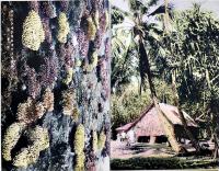 絵葉書　マーシャル群島風景　カラー写真版8枚組袋付美品　水谷商店　昭和15年