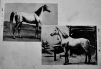 最新高等馬術写真帖　22×14.5㎝32p 経年痛み　國光宣揚会　大正16年