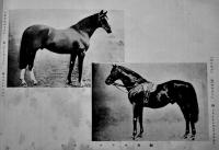最新高等馬術写真帖　22×14.5㎝32p 経年痛み　國光宣揚会　大正16年