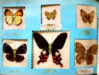 台湾特産実物蝶標本100種（TAIWAN BUTTERFLY 100SPE）無刊記