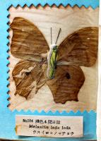 台湾特産実物蝶標本100種（TAIWAN BUTTERFLY 100SPE）無刊記