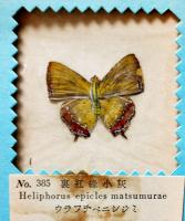 台湾特産実物蝶標本100種（TAIWAN BUTTERFLY 100SPE）無刊記